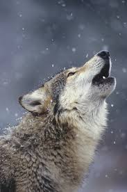 Welcome to wolves howling rp site! Still Howling Wolf High Country News Know The West