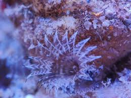 Image result for Macrotyloma rupestre × densiflo