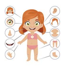 For example, nose is 1, ears are 2, eyes are 2, etc. Preschool Body Parts Vector Images Over 260