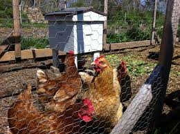 Don't have the time or confidence to keep bees yourself? Can Backyard Chickens And Bees Co Exist Community Chickens