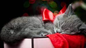Here you can explore hq christmas kitten transparent illustrations, icons and clipart with filter setting like size, type, color etc. Christmas Kittens Wallpapers Top Free Christmas Kittens Backgrounds Wallpaperaccess