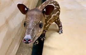 Image result for tapir
