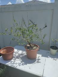 Image result for Commiphora kua