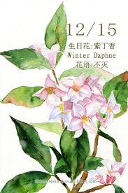 每日一花12 15 生日花 haru hello watercolor plants flower drawing watercolor flowers
