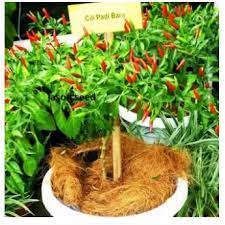 5 step yg perlu diikuti untuk memastikan pokok cili yg ditanam subur dan berbuah lebat #littlekebun #caratanam #growyourownfood link2 video terkumpul untuk. Seeds Biji Benih Cili Padi Pedas Shopee Malaysia