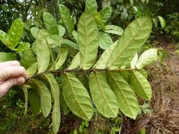 Image result for Isonema