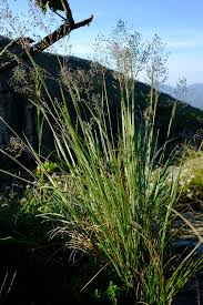 Image result for Panicum habrothrix
