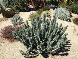 Image result for Euphorbia williamsonii