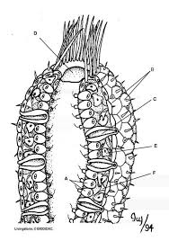 Sponge Coloring Diagram And Questions Color Worksheets Apologia Biology This Or That Questions