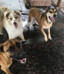 The pack having a wonderful time together! Tlc Pet Care Liverpool Petslover