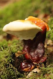 Image result for Ganoderma lucidum