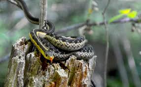Slithering Into Fall Hibernation For Ontario S Reptiles