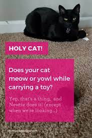 Cat Meowing While Carrying A Toy Yep That S A Thing And Newtie Does It Oh My Dog