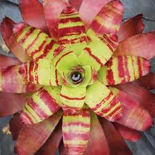 Olive branch educators™ (obe) is committed to motivating, educating, and inspiring those seeking a path towards increased diversity, equity, and inclusion. The Olive Branch Bromeliad Nursery Home Facebook