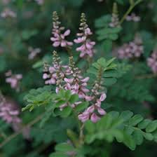 Image result for Indigofera hewittii