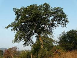 Image result for Ficus virens
