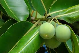 Image result for Calophyllum