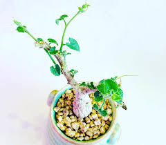 Image result for Corallocarpus bainesii