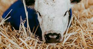 This branding iron maintains consistent heat for continuous branding for as long as it is plugged in. Branding More Than Just A Hot Iron Alberta Beef Producers