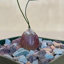 Image result for Schizobasis intricata