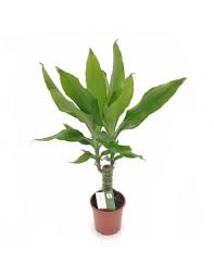 Image result for Dracaena steudneri