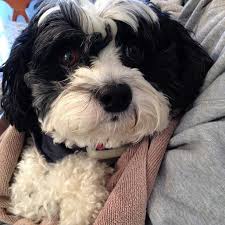 Black Bichon Frise Puppy Black And White Cavachon Cuddly Animals Cavachon Cute Dogs