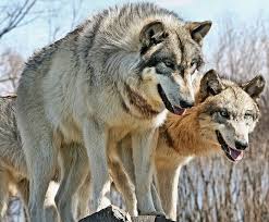 Wolf Park Wolf Park Animals Wolf Photos