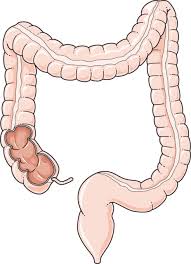 Linking the descending colon with the rectum. Colon Servier Medical Art