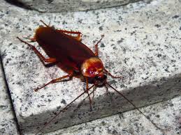 Indoor spray treatment for cockroach control