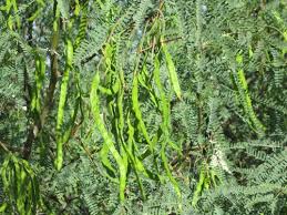 Image result for Alectra glandulosa