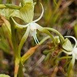 Image result for Habenaria schimperiana