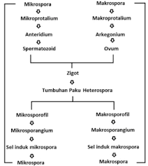 Check spelling or type a new query. Melihat Lebih Jauh Dunia Teknologi Metagenesis Tumbuhan Paku Beserta Denah Metagenesis Paku