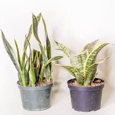 Snake plant care is very easy, and in fact, they tolerate a wide variety of abuse and conditions! Snake Plant Dutch Growers Saskatoon