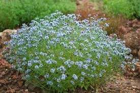 Image result for Haumaniastrum