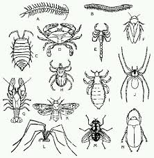 Maybe you would like to learn more about one of these? Bug And Insect Coloring Pages Gallery Whitesbelfast Com
