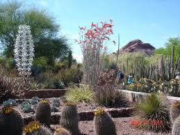 Desert botanical garden may 2010. Desert Cactus Tour Review Of Desert Botanical Garden Phoenix Az Tripadvisor