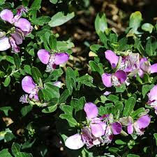 Image result for Polygala myrtifolia