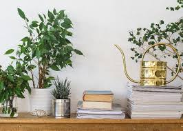 Variegated house plants for sale. Beginner S Guide To Watering Indoor Plants