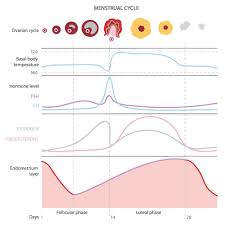 wisdom of the menstrual cycle christiane northrup m d