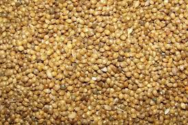 Is White Proso Millet A Good Birdseed Bird Seed Feeders Bird Seed Bird Feeders