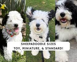Check spelling or type a new query. All About Sheepadoodle Sizes Toy Miniature Standard 2021 We Love Doodles