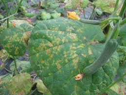 Image result for mildew on cucumbers