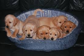 We did not find results for: Gorgeous Labrador Cocker Spaniel Puppies For Sale Woodbridge Suffolk Pets4homes