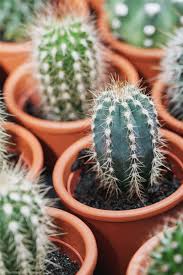 This article will explain how fast cacti grow and how large they get. How Fast Does A Cactus Grow Plant Index