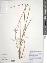 Image result for Hypolytrum heteromorphum