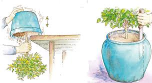 Avec des plantes adaptées au manque d'eau et au climat méditerranéen, donnez à votre jardin ou bien à votre véranda de la couleur, de l'exotisme et de l'originalité. Des Astuces Pour Rempoter Les Plantes Mon Jardin Ma Maison