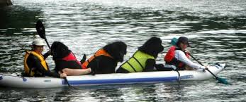 Bringing them along will leave you amazed at the excitement, action and adventure your pooch will have. Can Dogs Go In An Inflatable Kayak