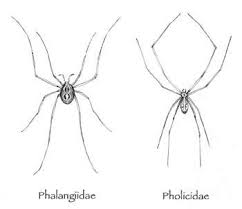 Pictures of daddy long legs. Make Room For Daddy Who Will Cause No Harm The Outside Story