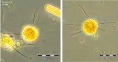 Image result for Microcoelia nyungwensis