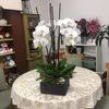 We did not find results for: Irvine Village Flowers Products Irvine